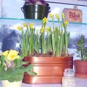 Garden Window Ideas
