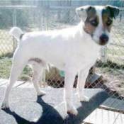 Parson Russell Terrier