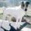 Parson Russell Terrier