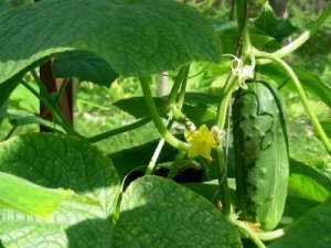 Photo of a cumber on the vine.