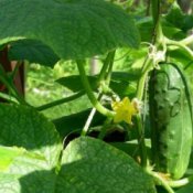 Photo of a cumber on the vine.