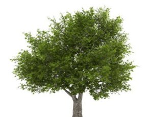 crack willow tree