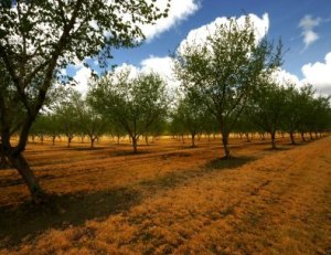 Hazelnut trees growing in Oregon.