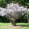 large wisteria