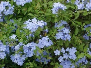 Plumbago