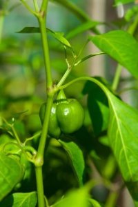 growing food in a greenhouse