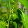 growing food in a greenhouse