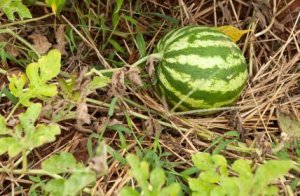 growing watermelon