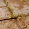 Weeds growing up between bricks