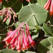 Honeysuckle
