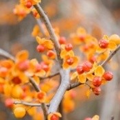 Bittersweet