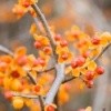 Bittersweet