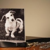 coping with losing a pet