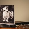 coping with losing a pet