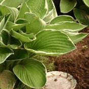 Organic Pest Control