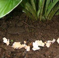 egg shells for pest control