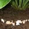 egg shells for pest control