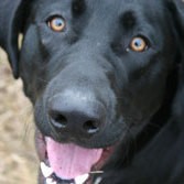 Black Dog