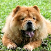 Chow Chow