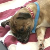 How to Care for Your Spayed or Neutered Pet