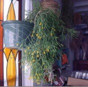 Stalky green plant with yellow 