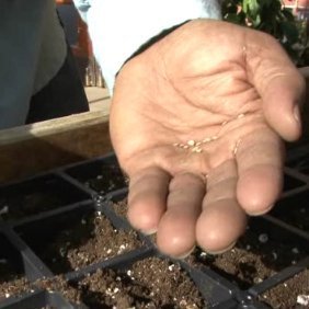 How To Start Tomato Seeds
