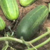 Tips for Growing Cucumbers