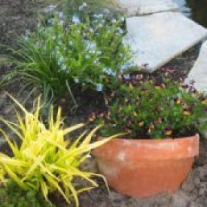 Broken terra cotta planter used to retain garden plant.