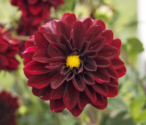 Dark red dahlias.
