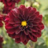 Dark red dahlias.