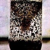 mosquito trap