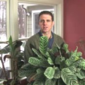 Finding Great Plants for Low Indoor Light