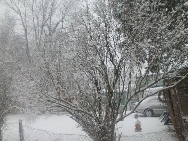 Snowy Tree (Brockville, Ontario)