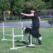 Dog Agility Training