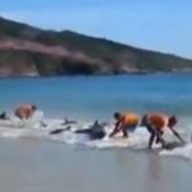 saving beached dolphins