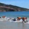saving beached dolphins