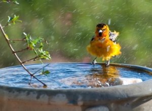 A bullocks oriole taking a bath.