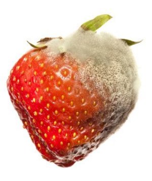 Preventing Mold On Berries, Moldy Strawberry