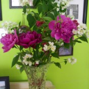 Old Fashioned Flower Arrangement of peonies, mock orange and weigela.