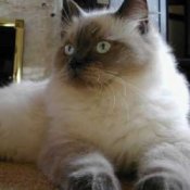 Ragdoll Breed Info