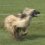 Afghan Hound Breed Info