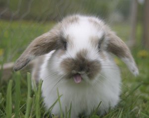 Rabbits Care Info