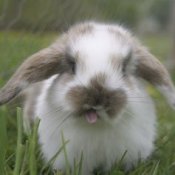 Rabbits Care Info