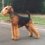 Airedale Terrier Breed Info