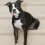 Boston Terrier Breed Info