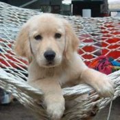 Socializing Your Dog, Puppy in a hammock.