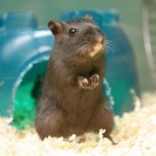 Caring for Gerbils, Gerbil in it's cage.