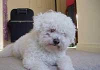 Hypoallergenic Pets, Bichon Frise