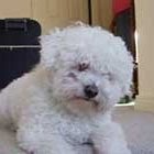 Hypoallergenic Pets, Bichon Frise