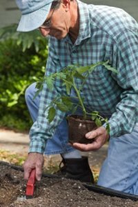 Man planting in a garden.